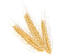 Wheat Trading Icon